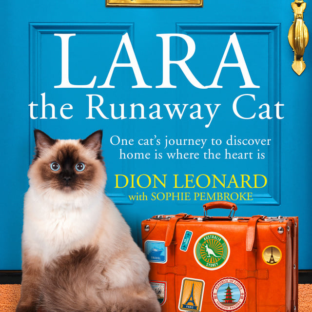 The cat runs away. Кошка Софи. Runaway Cat. Journey Cat. Кошка Софи из книги.